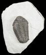 Nice, Phacopid Trilobite - Morocco #55477-2